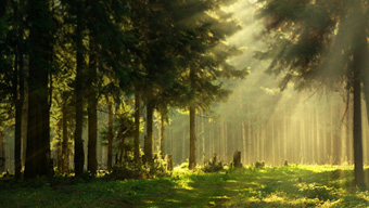 Licht scheint durch Baumkronen im Wald